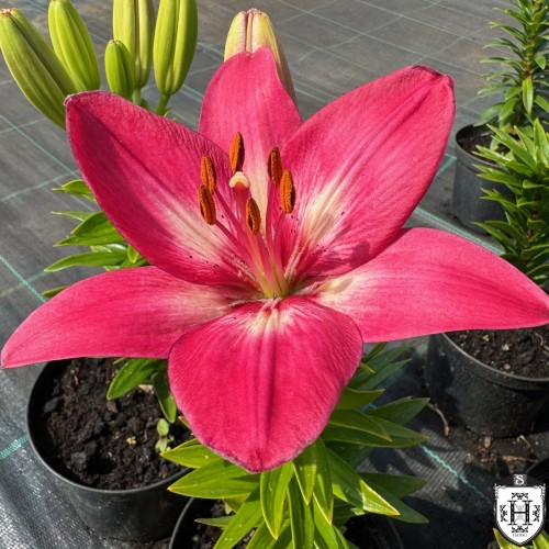 Lilium asiatic 'FantAsiatic Raspberry' - Aasia liilia 'FantAsiatic Raspberry' P11/0,75L